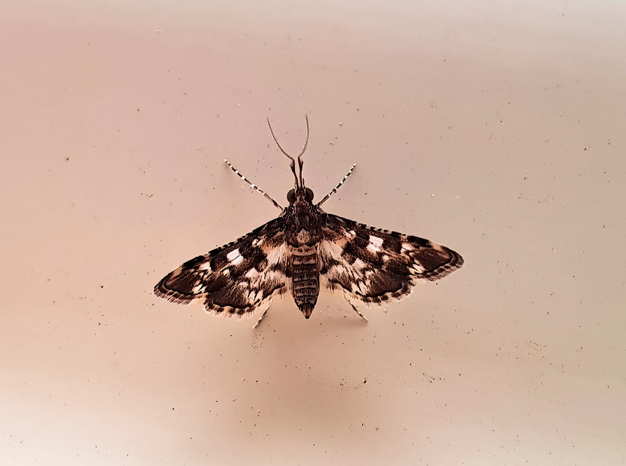 Sameodes cancellalis, Alice Springs NT