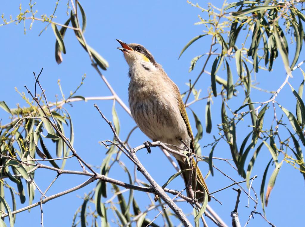 Singing Honeyeater (Gavicalis virescens), Alice Springs NT © Dorothy Latimer