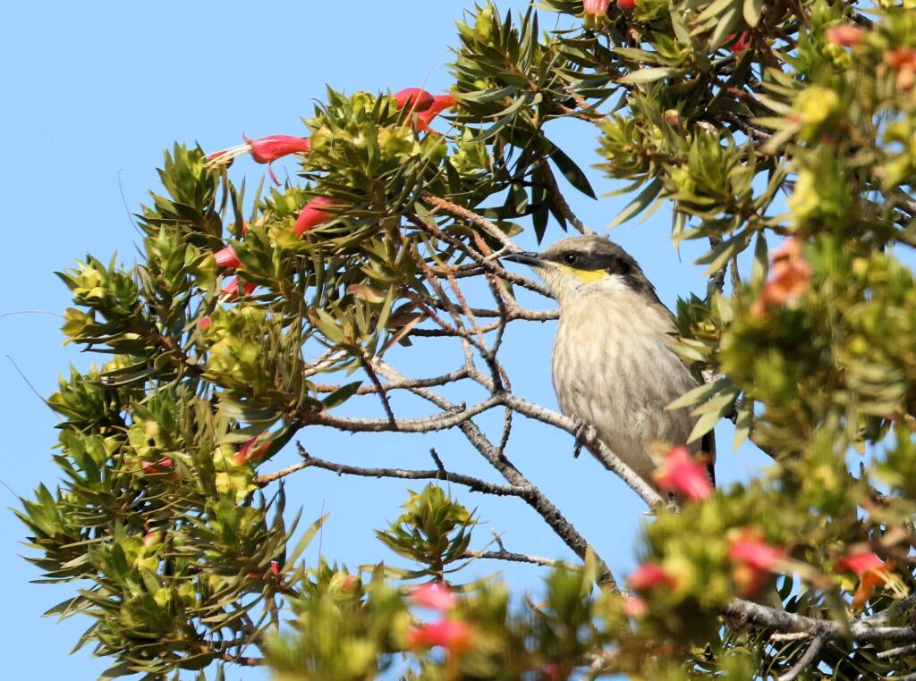 Singing Honeyeater (Gavicalis virescens), Alice Springs NT © Dorothy Latimer