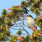 Singing Honeyeater (Gavicalis virescens), Alice Springs NT © Dorothy Latimer