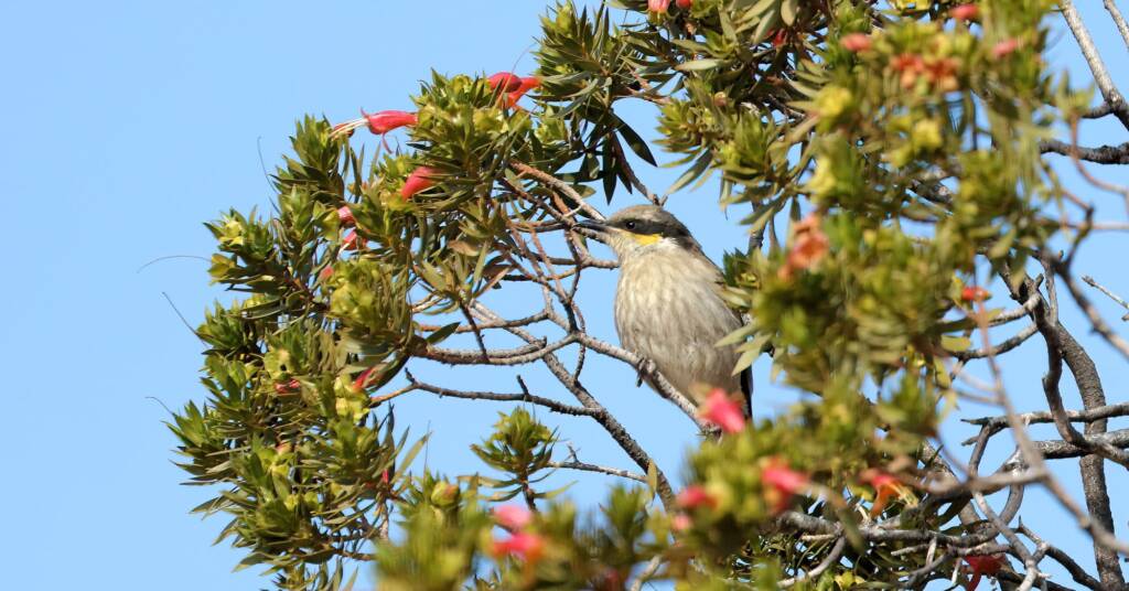 Singing Honeyeater (Gavicalis virescens), Alice Springs NT © Dorothy Latimer