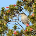 Singing Honeyeater (Gavicalis virescens), Alice Springs NT © Dorothy Latimer