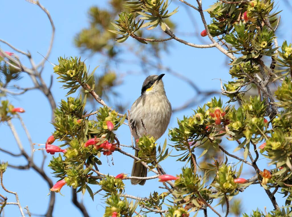 Singing Honeyeater (Gavicalis virescens), Alice Springs NT © Dorothy Latimer
