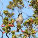 Singing Honeyeater (Gavicalis virescens), Alice Springs NT © Dorothy Latimer
