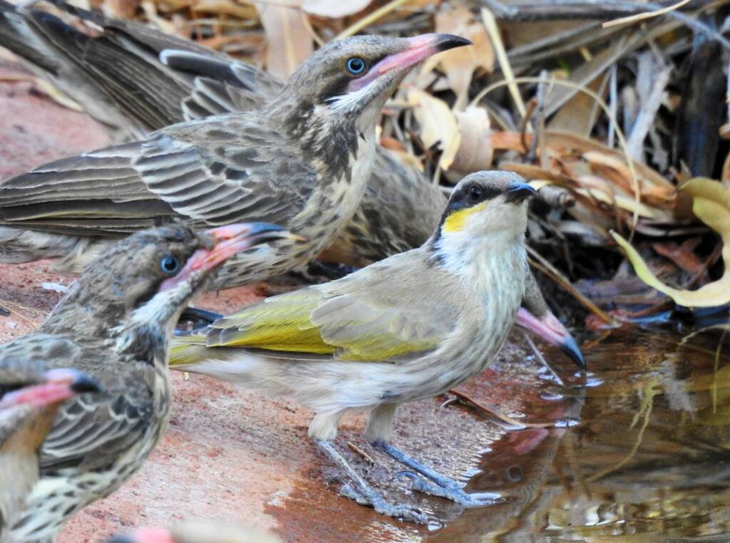 Singing Honeyeater (Gavicalis virescens), Olive Pink Botanic Garden NT © Dorothy Latimer