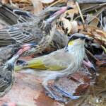 Singing Honeyeater (Gavicalis virescens), Olive Pink Botanic Garden NT © Dorothy Latimer