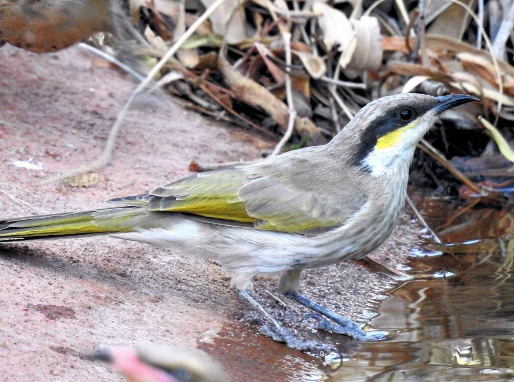 Singing Honeyeater (Gavicalis virescens), Olive Pink Botanic Garden NT © Dorothy Latimer
