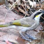 Singing Honeyeater (Gavicalis virescens), Olive Pink Botanic Garden NT © Dorothy Latimer