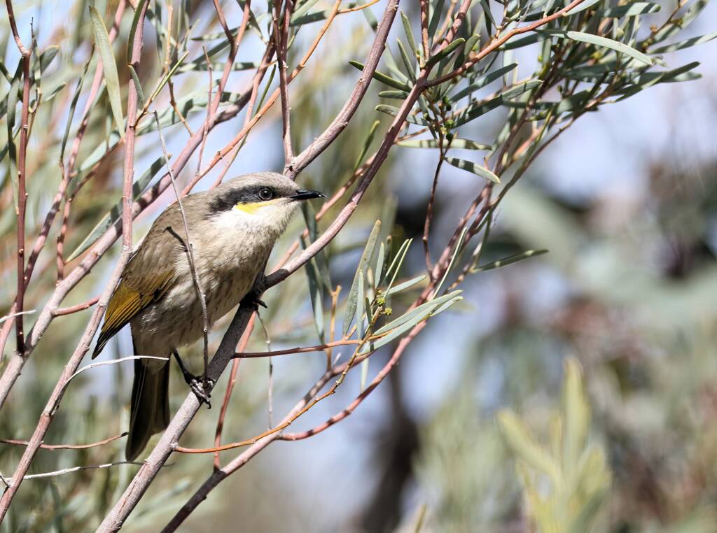 Singing Honeyeater (Gavicalis virescens), VIC © Dorothy Latimer