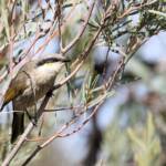 Singing Honeyeater (Gavicalis virescens), VIC © Dorothy Latimer