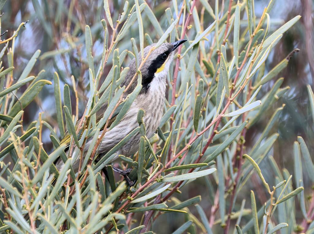 Singing Honeyeater (Gavicalis virescens), VIC © Dorothy Latimer
