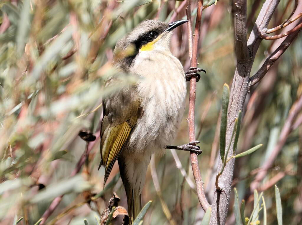 Singing Honeyeater (Gavicalis virescens), VIC © Dorothy Latimer