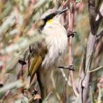 Singing Honeyeater (Gavicalis virescens), VIC © Dorothy Latimer