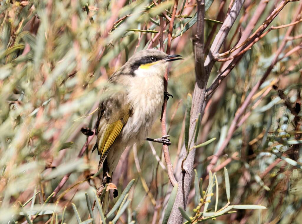 Singing Honeyeater (Gavicalis virescens), VIC © Dorothy Latimer