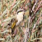 Singing Honeyeater (Gavicalis virescens), VIC © Dorothy Latimer