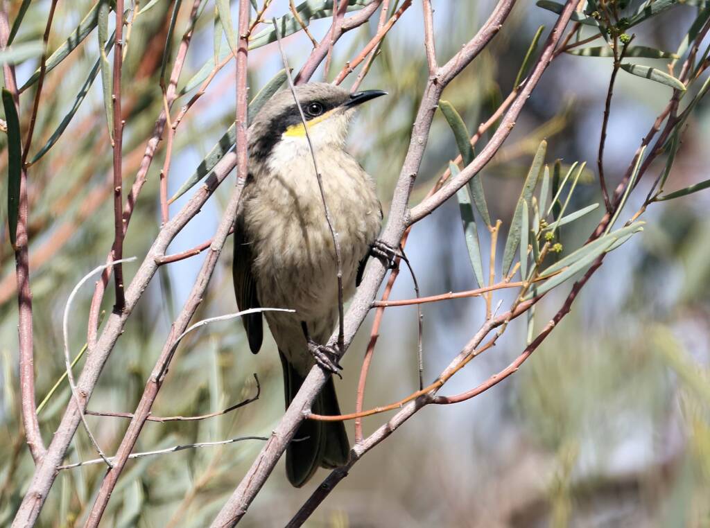 Singing Honeyeater (Gavicalis virescens), VIC © Dorothy Latimer
