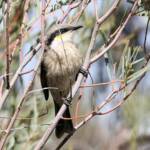Singing Honeyeater (Gavicalis virescens), VIC © Dorothy Latimer