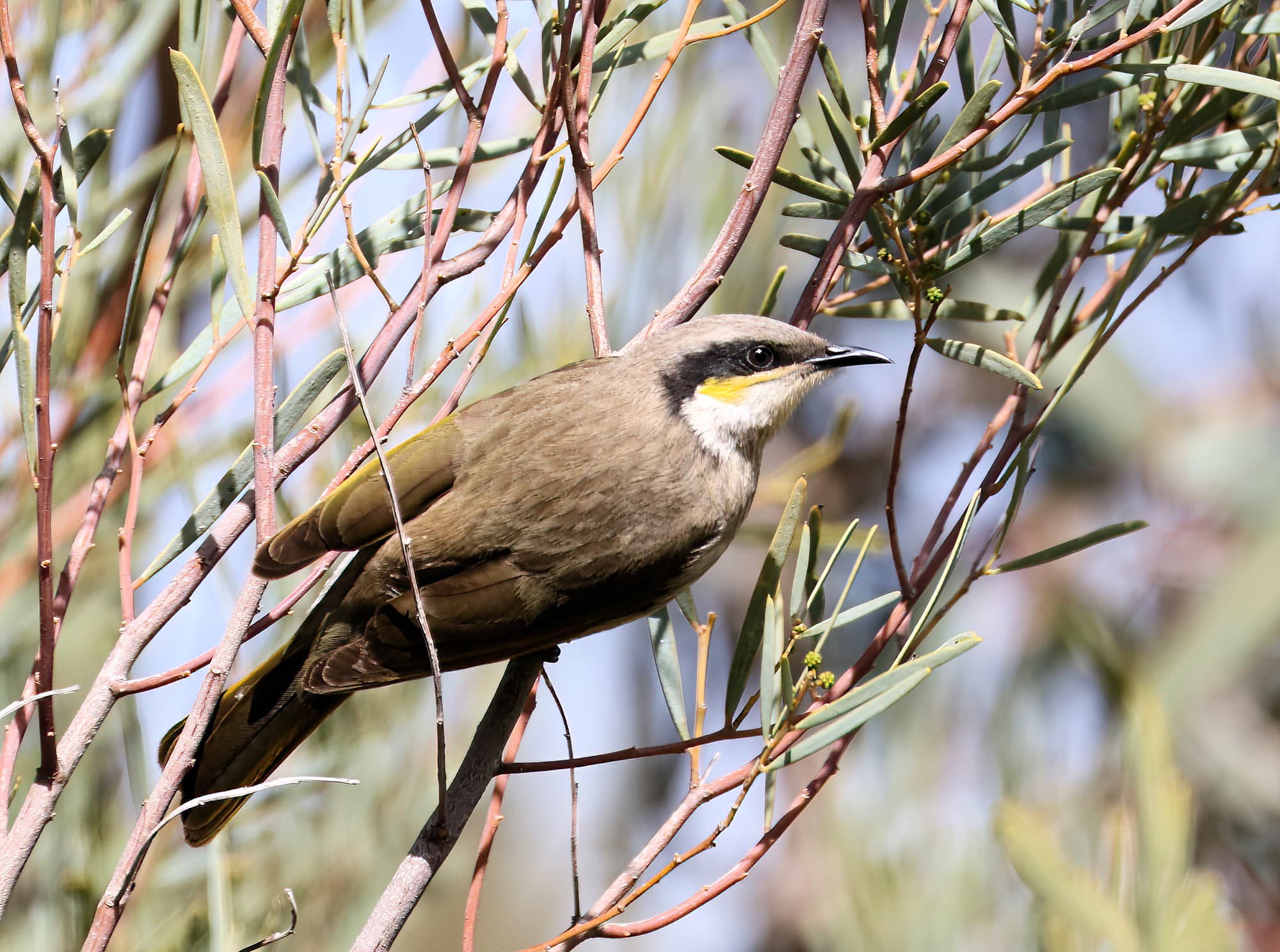 Singing Honeyeater (Gavicalis virescens), VIC © Dorothy Latimer