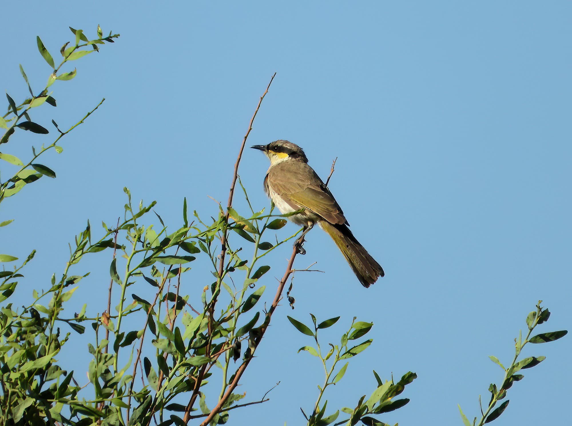 Singing Honeyeater (Gavicalis virescens), Alice Springs NT © Dorothy Latimer