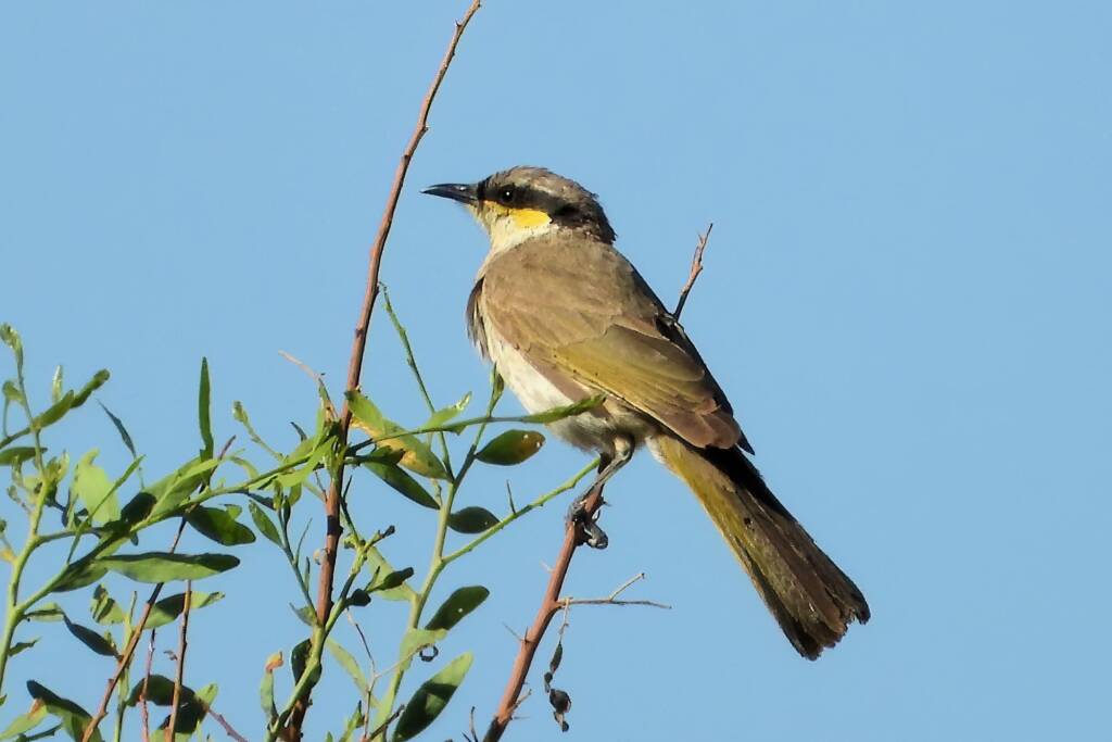 Singing Honeyeater (Gavicalis virescens), Alice Springs NT © Dorothy Latimer