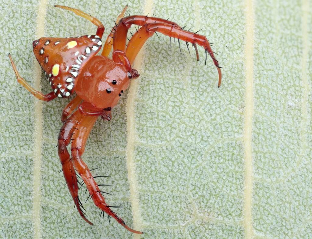 Triangular Spider (Arkys lancearius), Woy Woy Bay NSW © Michael Doe