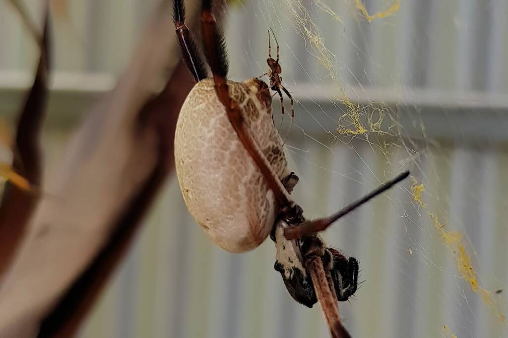 Male and female Australian Golden Orb Weaver Spiders (Trichonephila edulis), Alice Springs NT
