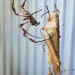 Golden Orb-weaver Spider (Trichonephila edulis) and Giant Grasshopper (Valanga irregularis), Alice Springs NT