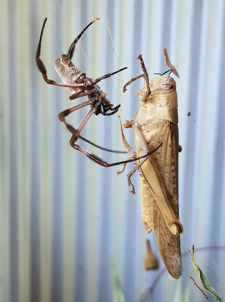 Golden Orb-weaver Spider (Trichonephila edulis) and Giant Grasshopper (Valanga irregularis), Alice Springs NT