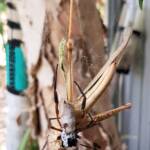 Golden Orb-weaver Spider (Trichonephila edulis) and Giant Grasshopper (Valanga irregularis), Alice Springs NT