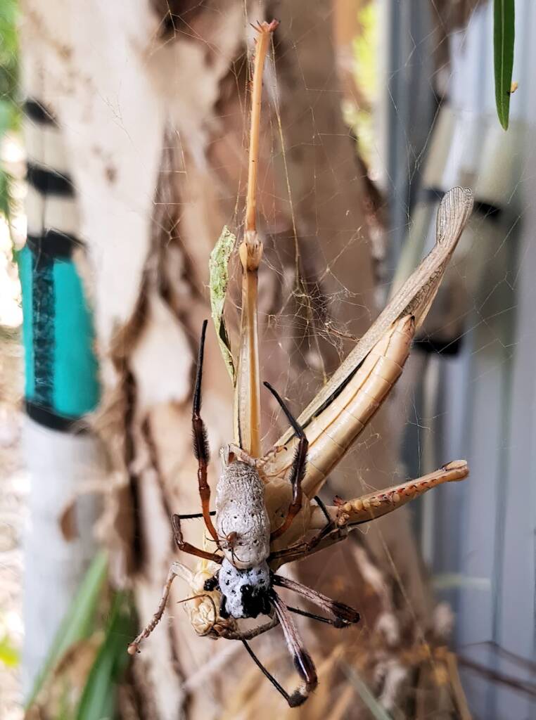 Golden Orb-weaver Spider (Trichonephila edulis) and Giant Grasshopper (Valanga irregularis), Alice Springs NT