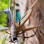 Female and male Golden Orb-weaver Spider (Trichonephila edulis) and Giant Grasshopper (Valanga irregularis), Alice Springs NT