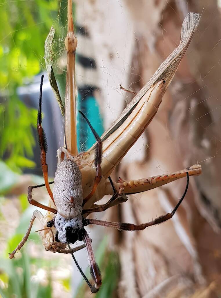 Female and male Golden Orb-weaver Spider (Trichonephila edulis) and Giant Grasshopper (Valanga irregularis), Alice Springs NT