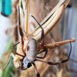 Female and male Golden Orb-weaver Spider (Trichonephila edulis) and Giant Grasshopper (Valanga irregularis), Alice Springs NT