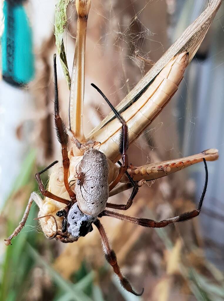 Female and male Golden Orb-weaver Spider (Trichonephila edulis) and Giant Grasshopper (Valanga irregularis), Alice Springs NT