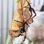 Female and male Golden Orb-weaver Spider (Trichonephila edulis) and Giant Grasshopper (Valanga irregularis), Alice Springs NT