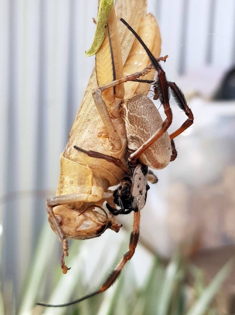 Female and male Golden Orb-weaver Spider (Trichonephila edulis) and Giant Grasshopper (Valanga irregularis), Alice Springs NT