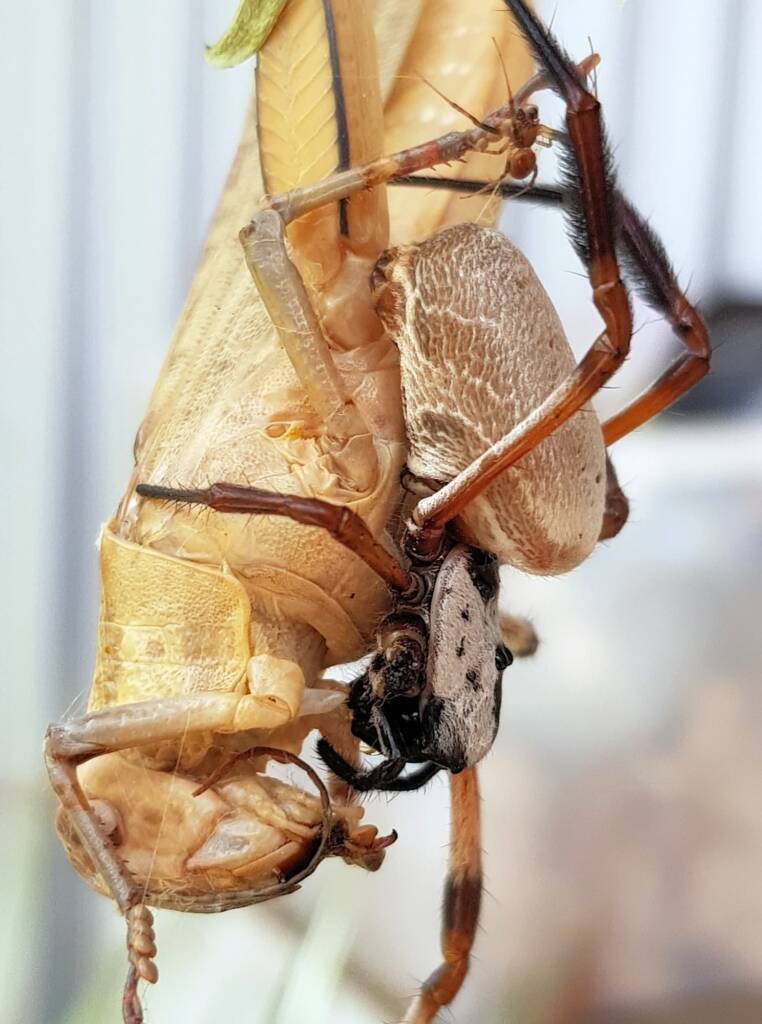 Female and male Golden Orb-weaver Spider (Trichonephila edulis) and Giant Grasshopper (Valanga irregularis), Alice Springs NT