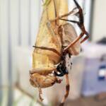Female and male Golden Orb-weaver Spider (Trichonephila edulis) and Giant Grasshopper (Valanga irregularis), Alice Springs NT