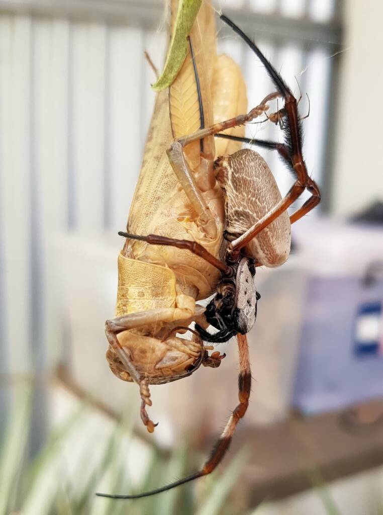 Female and male Golden Orb-weaver Spider (Trichonephila edulis) and Giant Grasshopper (Valanga irregularis), Alice Springs NT