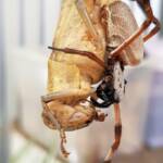 Golden Orb-weaver Spider (Trichonephila edulis) and Giant Grasshopper (Valanga irregularis), Alice Springs NT