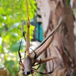 Female and male Golden Orb-weaver Spider (Trichonephila edulis) and Giant Grasshopper (Valanga irregularis), Alice Springs NT