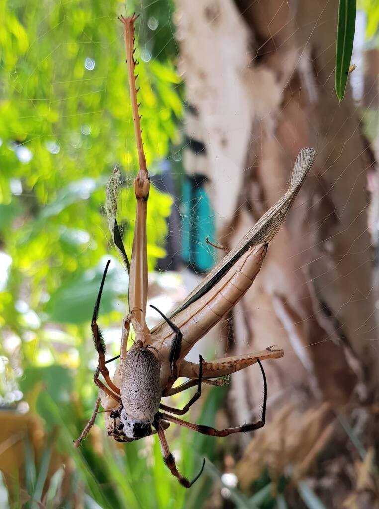 Female and male Golden Orb-weaver Spider (Trichonephila edulis) and Giant Grasshopper (Valanga irregularis), Alice Springs NT