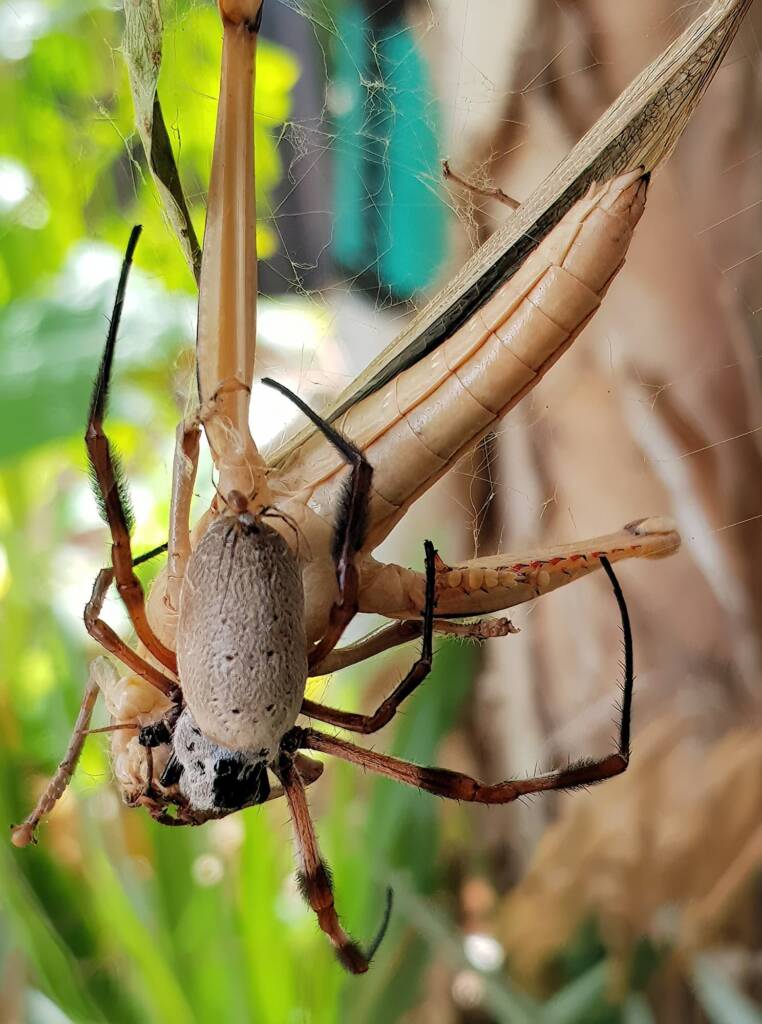 Female and male Golden Orb-weaver Spider (Trichonephila edulis) and Giant Grasshopper (Valanga irregularis), Alice Springs NT