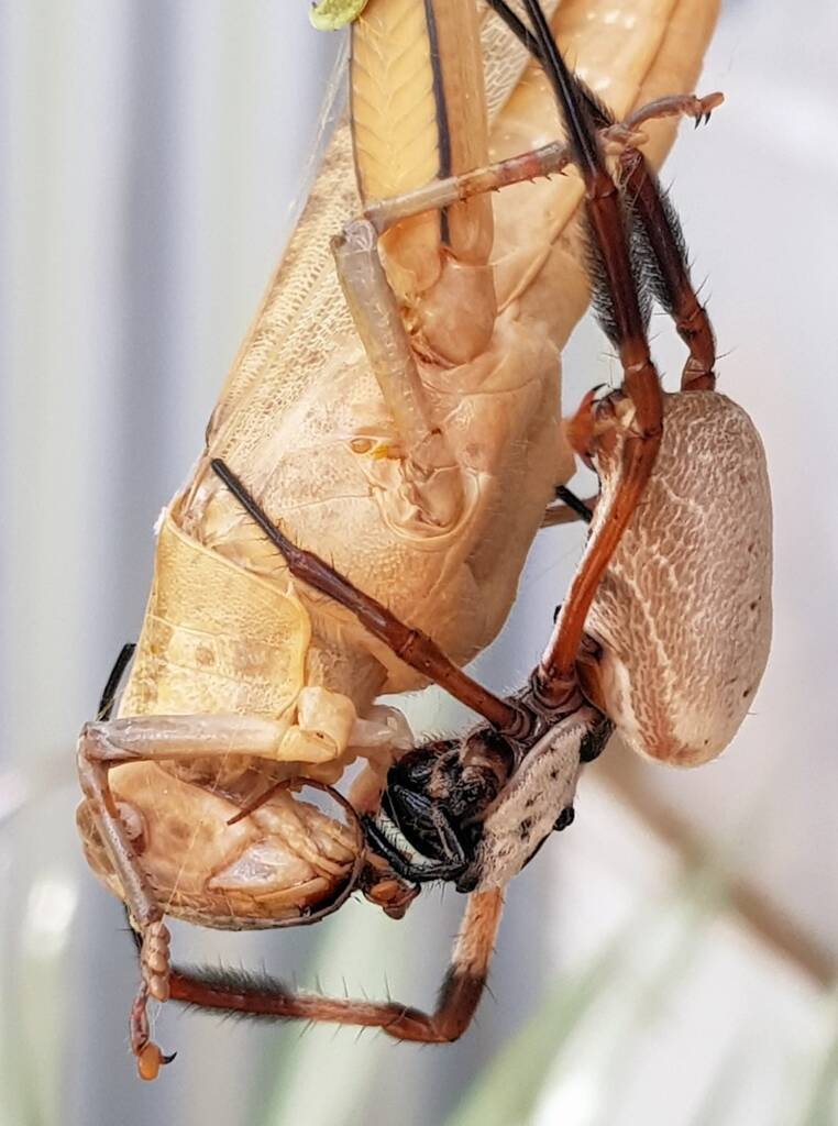 Golden Orb-weaver Spider (Trichonephila edulis) and Giant Grasshopper (Valanga irregularis), Alice Springs NT
