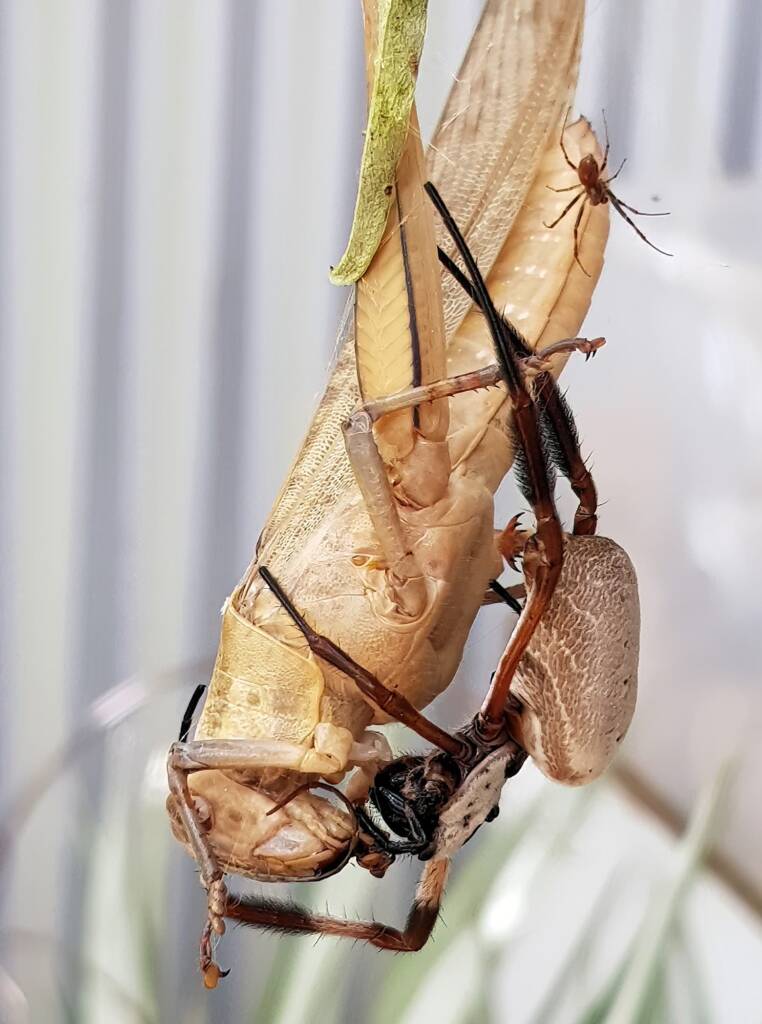 Female and male Golden Orb-weaver Spider (Trichonephila edulis) and Giant Grasshopper (Valanga irregularis), Alice Springs NT