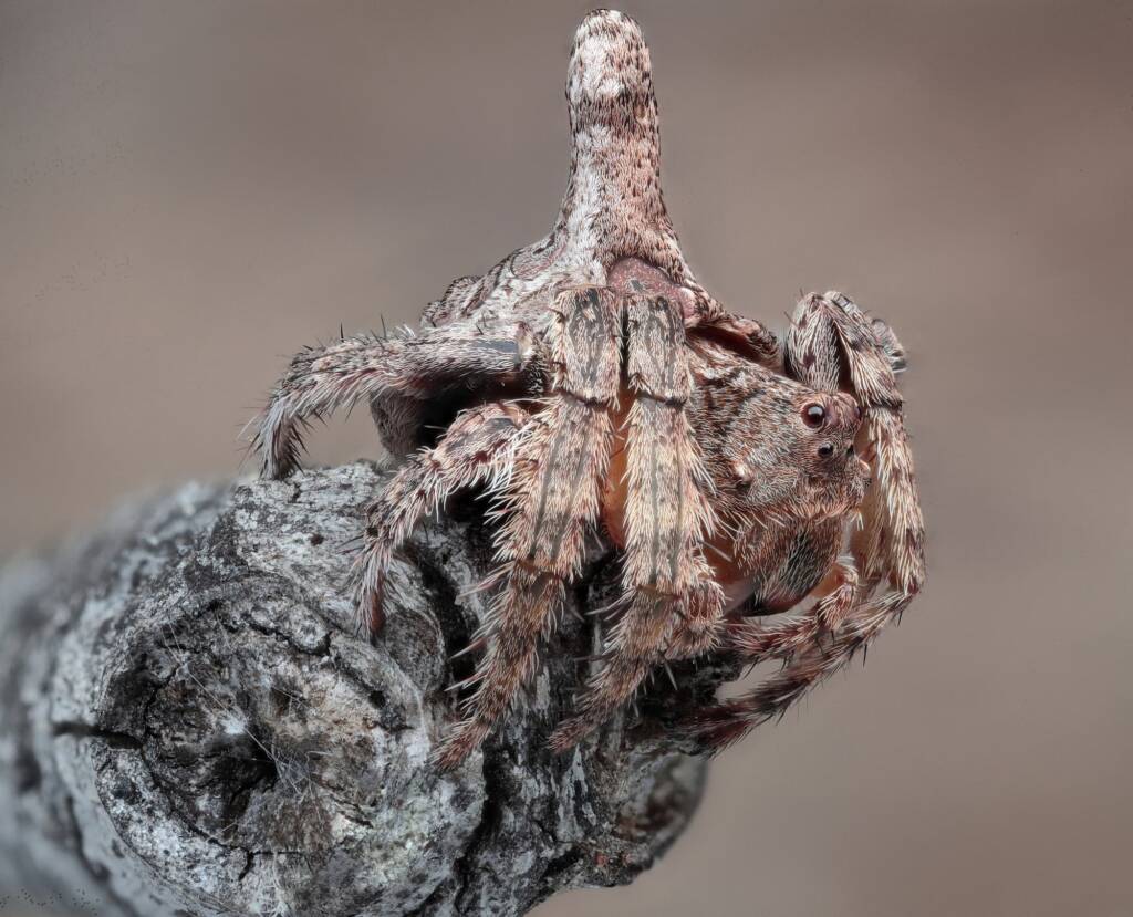 Turreted Wrap-around Spider (Dolophones turrigera), Woy Woy Bay NSW © Michael Doe