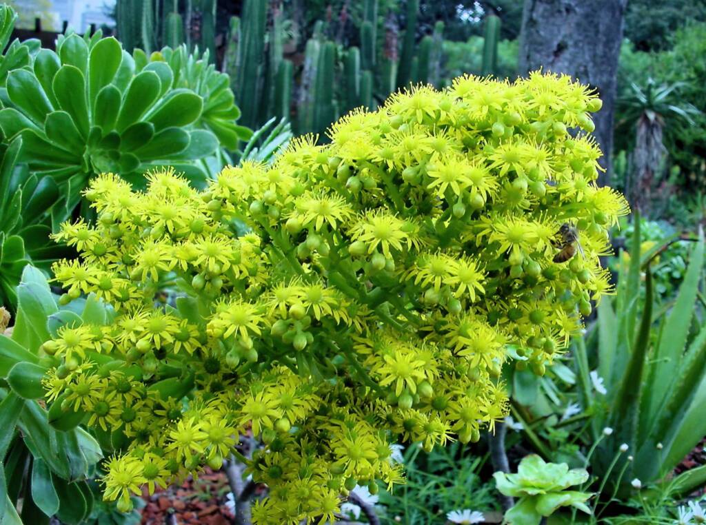 Aeonium arboreum subsp. holochrysum, Royal Botanic Garden Sydney NSW