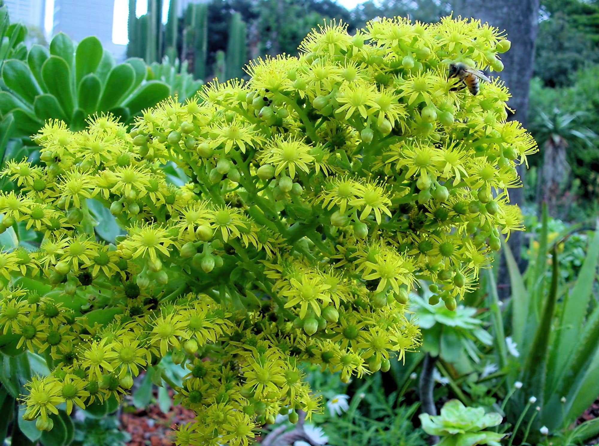 Aeonium arboreum subsp. holochrysum, Royal Botanic Garden Sydney NSW