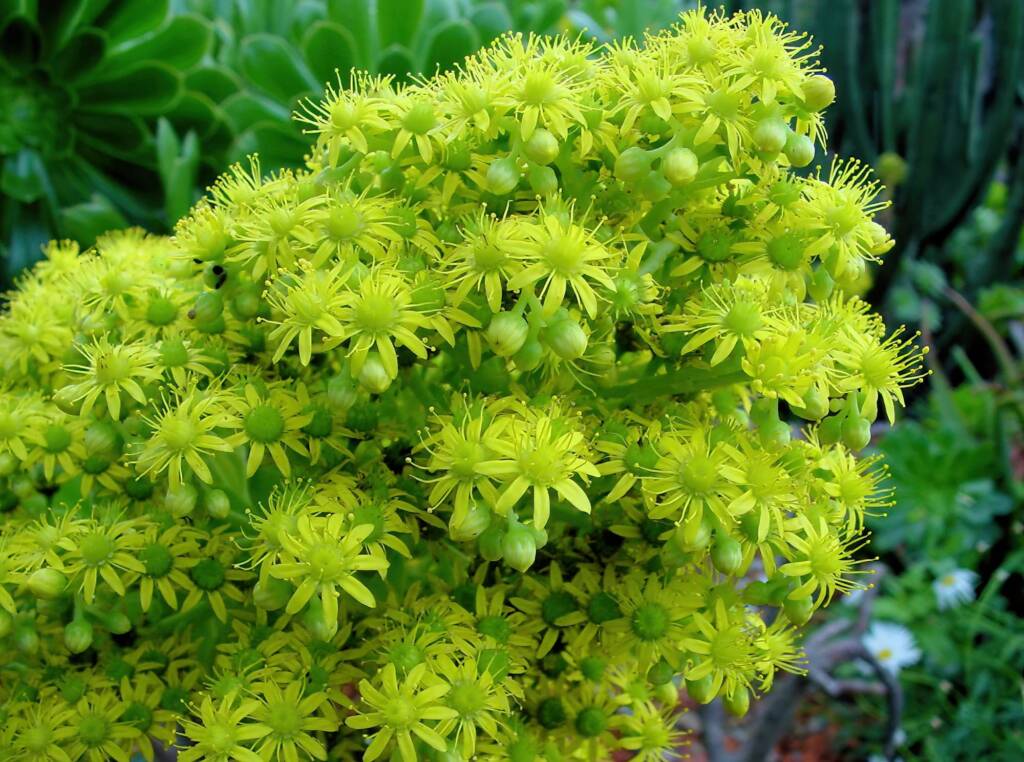 Aeonium arboreum subsp. holochrysum, Royal Botanic Garden Sydney NSW