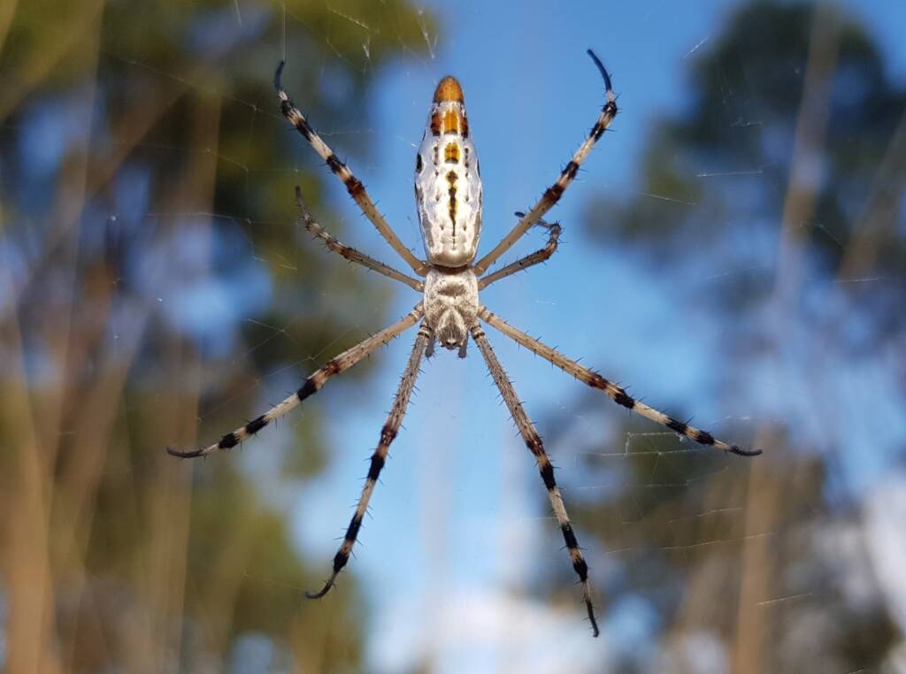 Longtailed Orb-weaving Spider (Argiope protensa), Alice Springs Desert Park NT